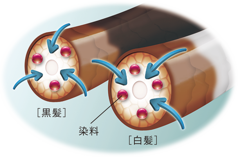 白髪と黒髪のなじみ具合アップ